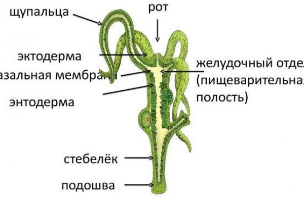 Кракен 17 точка ат