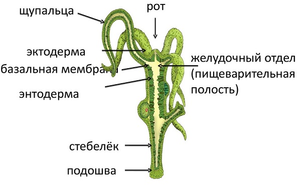 Кракен 2024 сайт